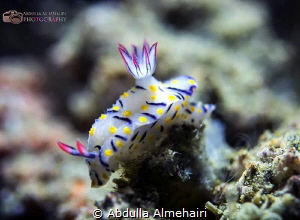 Macro by Abdulla Almehairi 